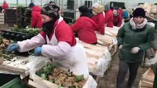 Рассада клубники🍓 Трей