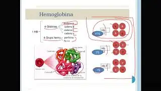 Eletroforese de Hemoglobina