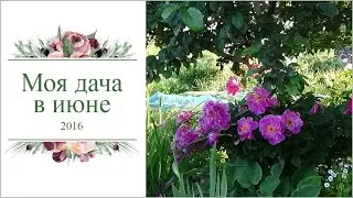 Моя дача в июне 2016г.