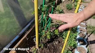 РОЗЫ ОЧЕНЬ ЛЮБЯТ ТАКУЮ ПОДКОРМКУ ПЫШНО ЦВЕТУТ ЗАКЛАДЫВАЯ МНОГО БУТОНОВ 