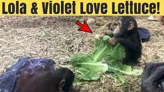 Adorable Baby Chimpanzees Enjoying a Lettuce Feast