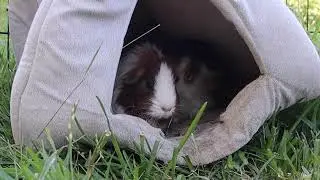My Guinea Pig Covu Does A Big Cute Yawn