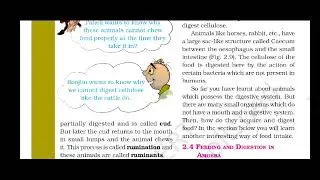 Rumination, Rumen, cud, Digestive system of Grass eating animals, Amoeba, pseudopodia, caecum