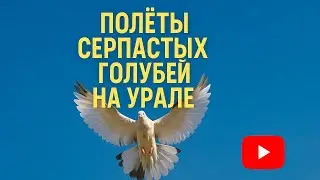 Полеты серпастых голубей Кияйкина Александра Григорьевича на Урале