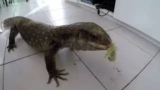 VARAN VS POUSSIN