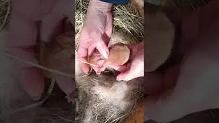 бургундский кролик 2 дня