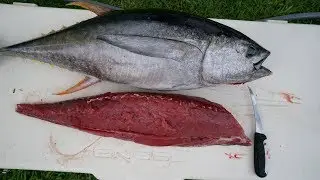 Tuna RUINED with Lactic ACID! Catch n Cook- Yellowfin Tuna Fishing (Ahi)