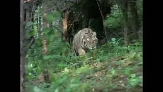 Baby Einstein Stock Footage - Tiger Jumping