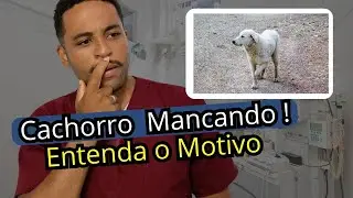 Cachorro mancado da pata. O que pode ser?