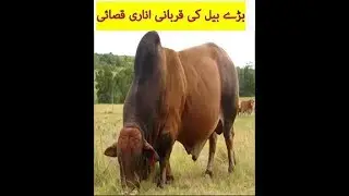Qurbani of world biggest cow in the world 2018