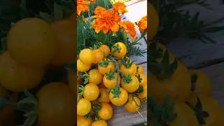 Ранние вкусные Черри😊#дача #огород#