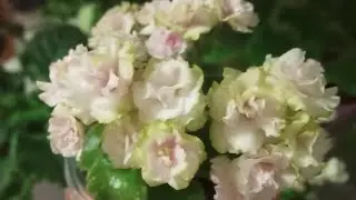 Фиалки уход! Проблемы в выращивании. Как найти ошибки? Фиалки у Алисы.