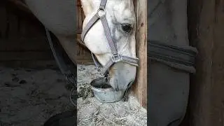 СДАЧУ НАДО?! #horse #equestrian #shorts #short