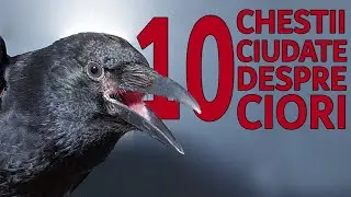 10 lucruri fascinante despre CIORI