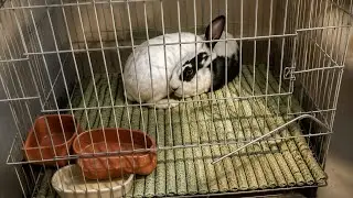 Rabbit matting in a cage
