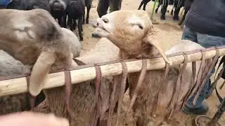 MARG'ILON KOMBINAT ena bola quy ,quchqor narhlari. 1-qsim.