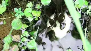Tadpoles in our pond May 2023