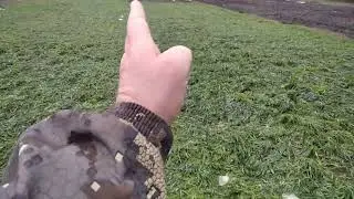 Пришла весна и что же получилось с сидератом самосевом Смотрим