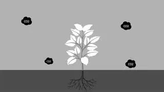Animation and Motion Graphics - Project 2 - The Cycle of Photosynthesis - Animatic