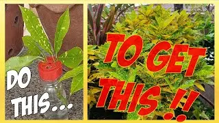 Grow Croton Plants From Stem Cuttings - Easy with High Success Rate and Step-by-Step Instructions