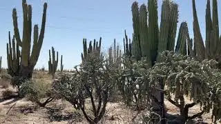 La flora fauna sonorense   Una maravilla todo un espectáculo la naturaleza