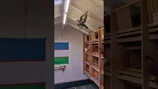 Узбекские Голуби Юры из Германии