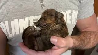 Bebè bassotto 8 giorni