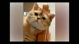 Здравствуйте! Да, это Я! Меня зовут Малыш