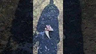 Не ты рога потерял?