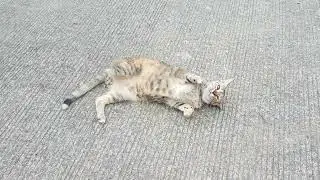 Cat Rolling Over Her Back