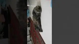 My cat wakes up early in the morning and wakes me up and I face this scene, 