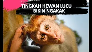 TINGKAH HEWAN LUCU KOCAK, BIKIN NGAKAK