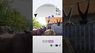 The Monkey Was Scared But Brave Enough to Fight Back
