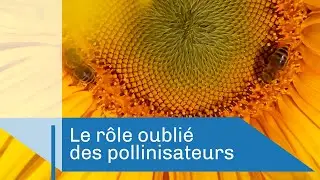 The Forgotten Role of Pollinators | CNRS Report