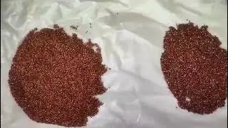 AMD Sorghum sorting case with Deep learning toxin-specific sorting #colorsorter #amdcolorsorter