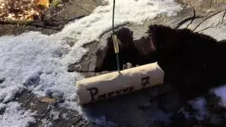 Firecracker Parvus 7