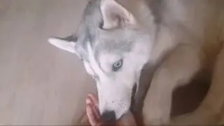 Зубастые нежности
