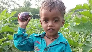 वांगे  तोडायचे आहे #brinjal