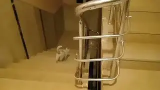 Latest images of mother cat...| #cat #catlover #2024 #trending #video #viral