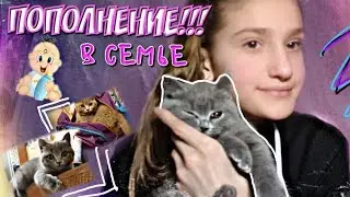 У НАС ПОПОЛНЕНИЕ // У НАС ПОЯВИЛСЯ КОТЁНОК // Пополнение в Нашей Семье