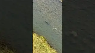 Big croc and barra on the go. #crocodile #wildlife #aerialshooting #barramundi