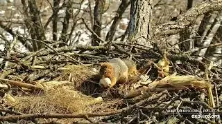 Decorah North  :  Squirrel pick up the egg (explore.org 02 28 2023)
