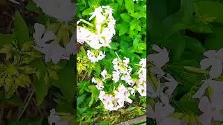 Мыльнянка или Сапонария.# мыльнянка 