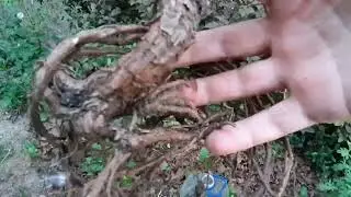Зачем проверять корни у сажанца ?