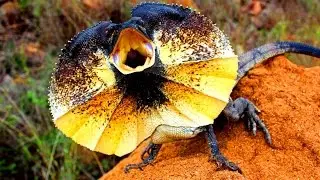5 Weirdest Lizards In The World
