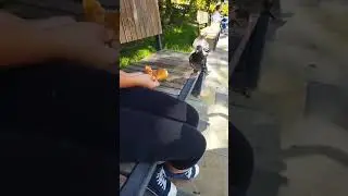 голодный , смелый голубь