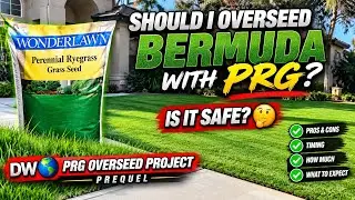 Overseeding Hybrid Bermuda with Perennial Rye Grass - DW🌎 Prequel