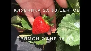5 кг клубники за 4,5 $ | День рождения | Прямой эфир