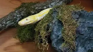 Making a heated shelf for a Reticulated Python.