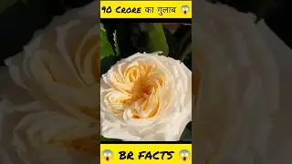😱90 Crore का गुलाब🤯 #brfacts #virlshorts #factsmine #